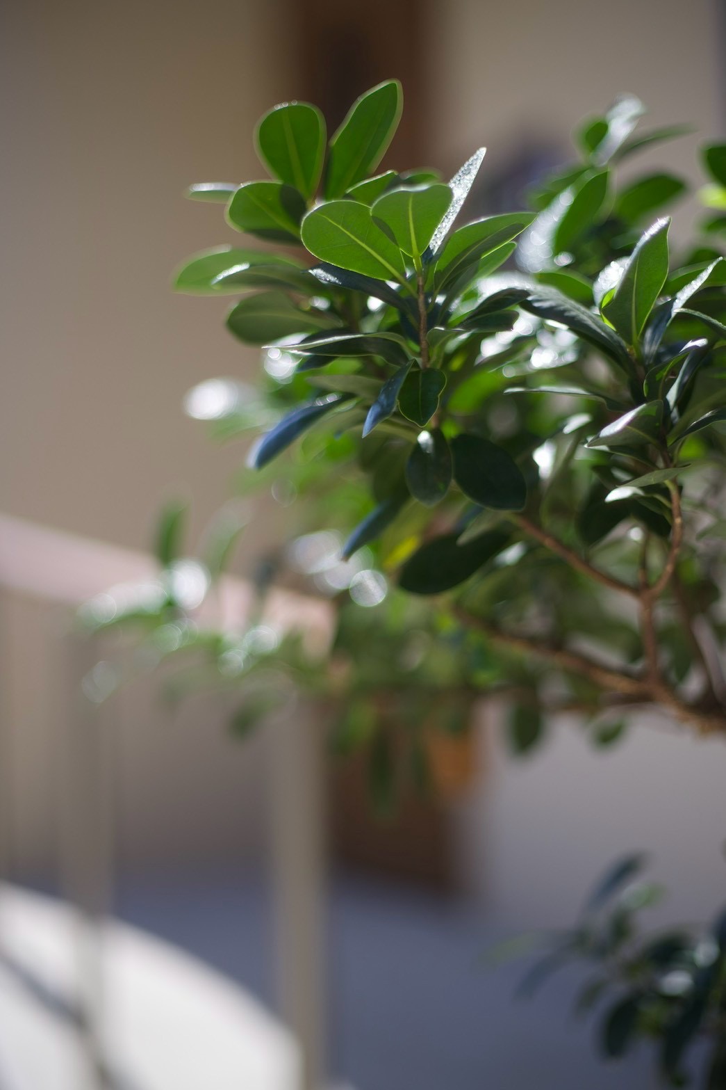 植物